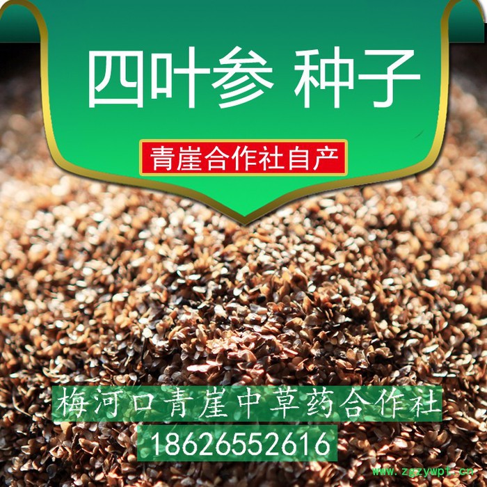 基地自产**四叶参种子，四叶参是前景好效益高的道地药材种植品种，药食同源的中草药图2