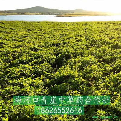 基地自产**四叶参种子，四叶参是前景好效益高的道地药材种植品种，药食同源的中草药