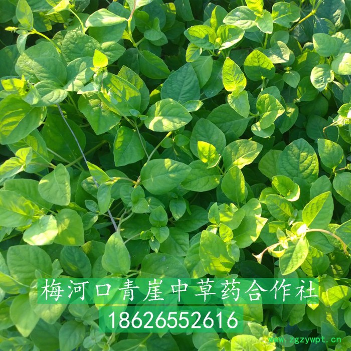 基地自产**四叶参种子，四叶参是前景好效益高的道地药材种植品种，药食同源的中草药图4