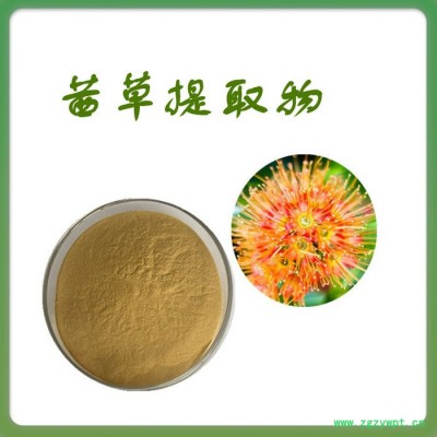 茜草粉 水溶 可定制 茜草提取物厂家