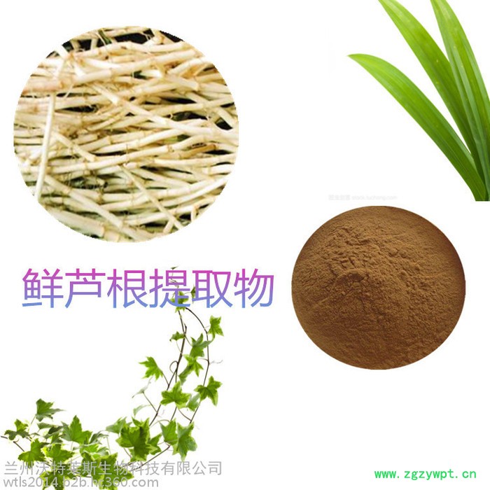 沃特莱斯 鲜芦根粉98% 鲜芦根提取物 10:1 鲜芦根速溶粉图6