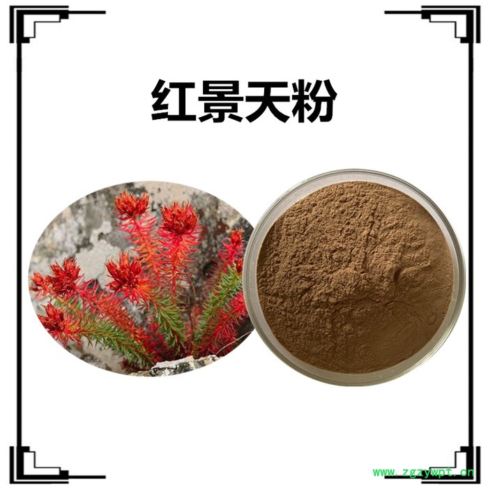 斯诺特生产 骨碎补粉  全水溶 骨碎补浓缩粉  骨碎补速溶粉图4