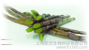 上海蔚艺生物科技有限公司铁皮石斛铁皮枫斗三叶青