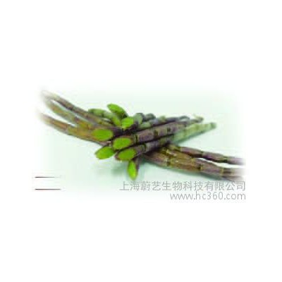 上海蔚艺生物科技有限公司铁皮石斛铁皮枫斗三叶青