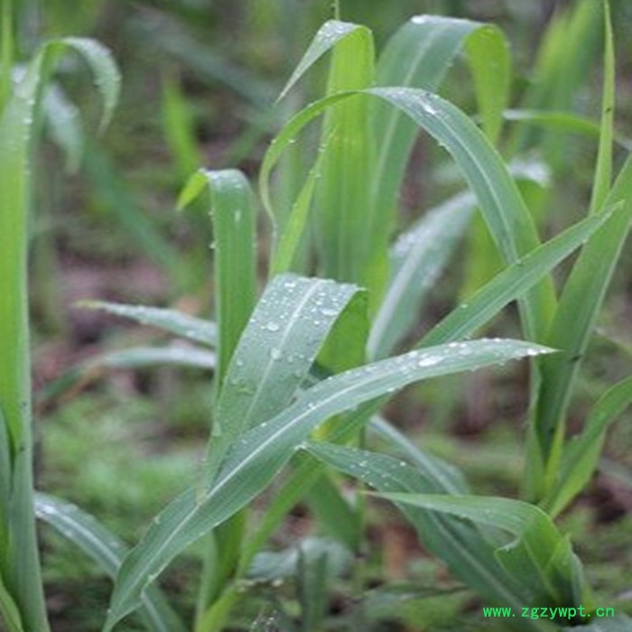 斯诺特 鲜芦根浸膏粉 鲜芦根喷雾干燥粉 药食同源 植物提取物图5