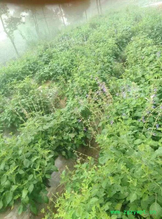 创新农业中药材丹参基苗基地批发 三叶青种子图2