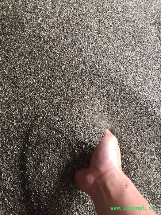 创新农业中药材丹参基苗基地批发 三叶青种子图3