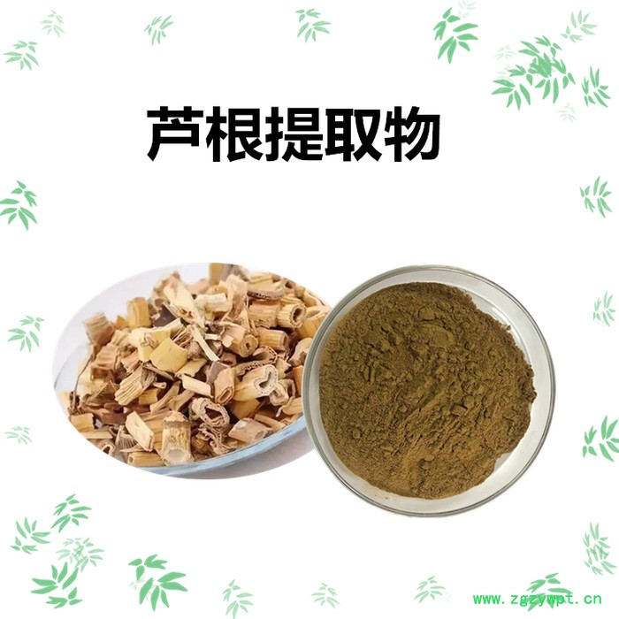 斯诺特 芦根提取物 芦根浓缩粉 芦根速溶粉图3