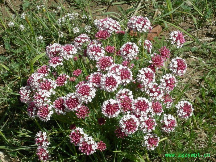 狼毒产地 宁夏狼毒批发价格 狼毒原药材供应图3