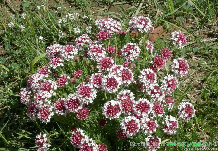 狼毒花提取物15;1 厂家批发狼毒花粉生产厂家图3