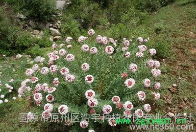 狼毒花提取物15;1 厂家批发狼毒花粉生产厂家图4