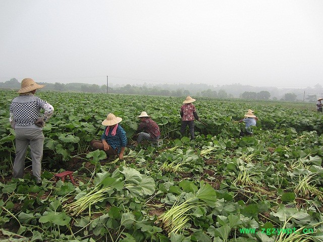 蜂斗菜提取|元政农林|蜂斗菜**图3