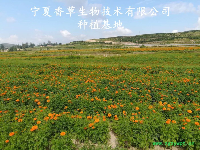 沙姜提取物产地 宁夏供应山辣粉 沙姜根流浸膏出厂价图2