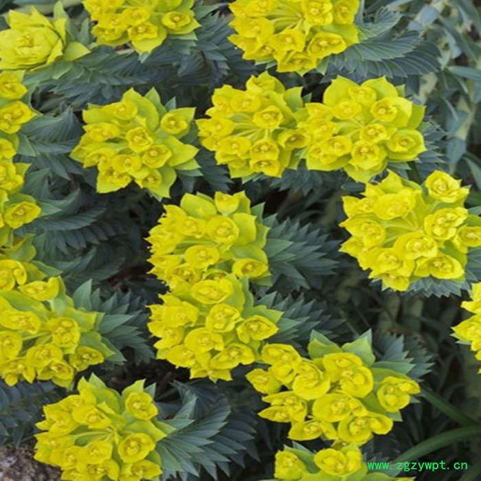 大戟速溶粉 大戟浓缩粉 植物提取物 生产厂家 斯诺特图8