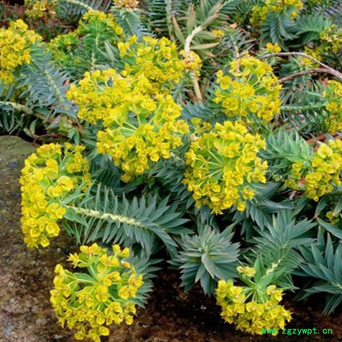 斯诺特 京大戟喷雾干燥粉 京大戟浸膏粉 植物提取物图3