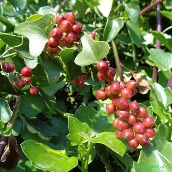 斯诺特 菝葜喷雾干燥粉 菝葜浸膏粉 厂家发货图3