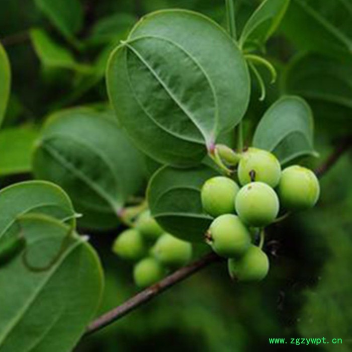 斯诺特 菝葜喷雾干燥粉 菝葜浸膏粉 厂家发货图8