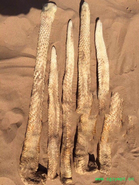 阿拉善肉苁蓉，肉苁蓉价格，正宗肉苁蓉，肉苁蓉泡酒配方图2