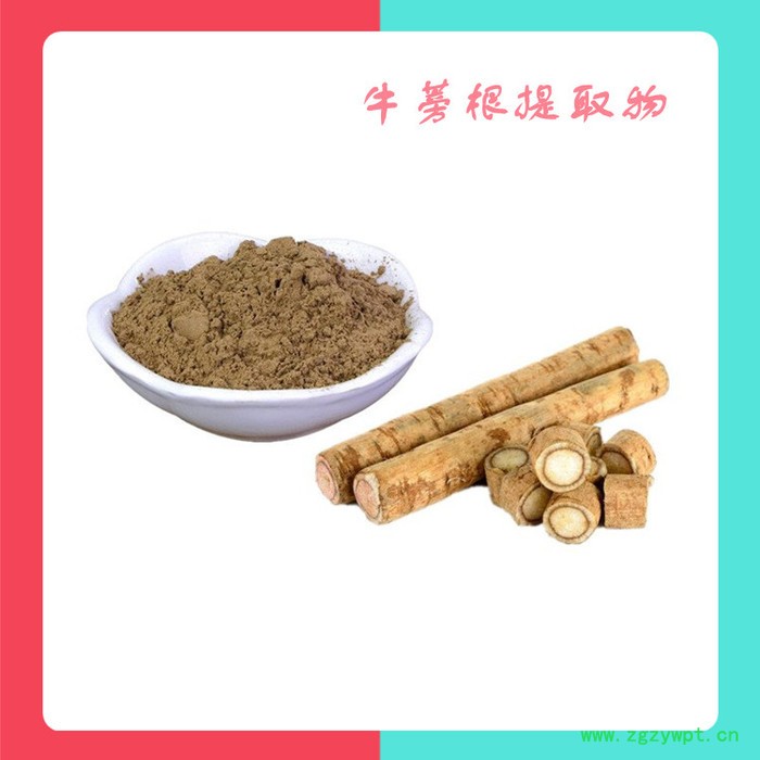 牛蒡根提取物 水溶 10:1 可定制 牛蒡根提取物图2