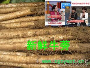 2014两年生新鲜牛蒡根 20斤装 一级黄金牛蒡茶片降三高 下单现挖江浙沪包邮图2