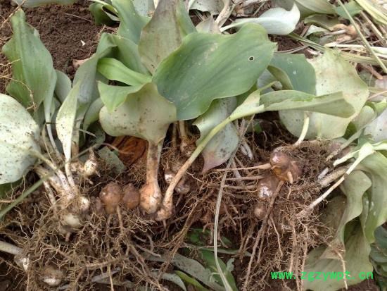 香辛料药材山柰沙姜 佐料配菜去腥 驱寒 中药性喜温暖 湿润气候图3