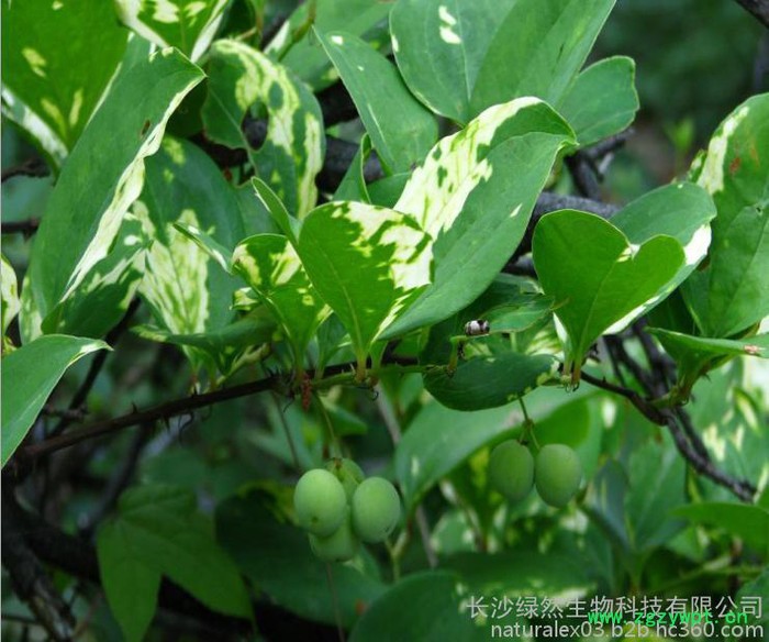 植物提取物厂家供应菝葜提取物植物提取物图2