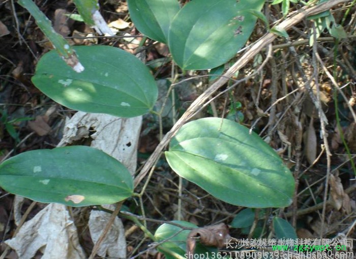 植物提取物厂家供应菝葜提取物植物提取物图3