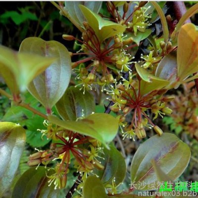 植物提取物厂家供应菝葜提取物植物提取物