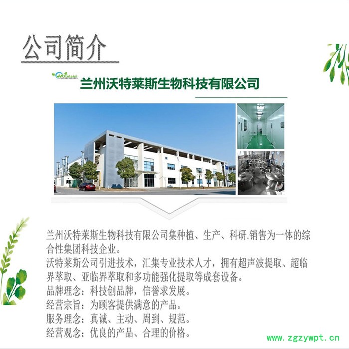 沃特莱斯 蜂斗菜提取物10:1  速溶蜂斗菜粉图3