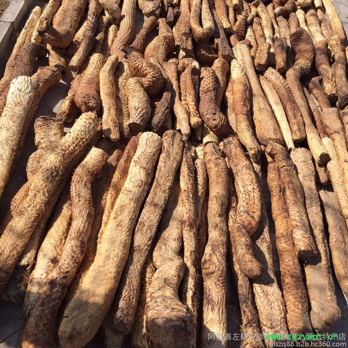 阿拉善肉苁蓉 油苁蓉 价格 肉苁蓉价格 肉苁蓉功效和作用图4