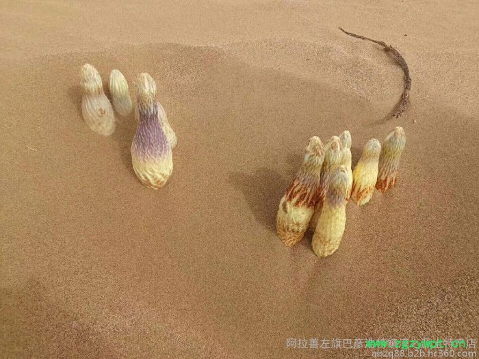 阿拉善肉苁蓉 油苁蓉 价格 肉苁蓉价格 肉苁蓉功效和作用图2