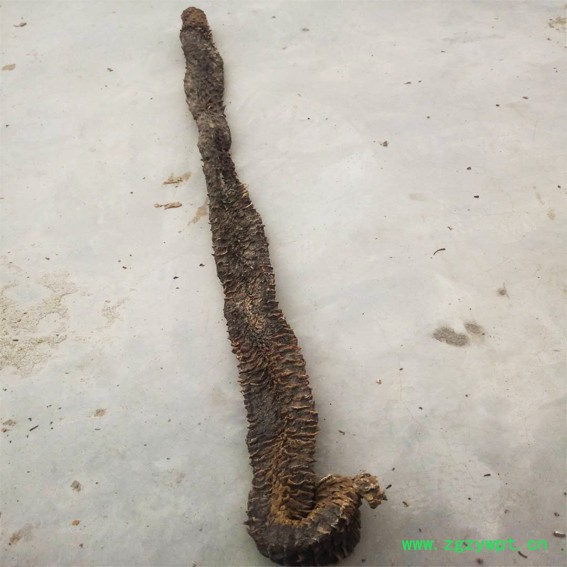 阿拉善肉苁蓉 油苁蓉 价格 肉苁蓉价格 肉苁蓉功效和作用图6