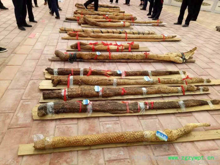 阿拉善肉苁蓉 油苁蓉 价格 肉苁蓉价格 肉苁蓉功效和作用图7