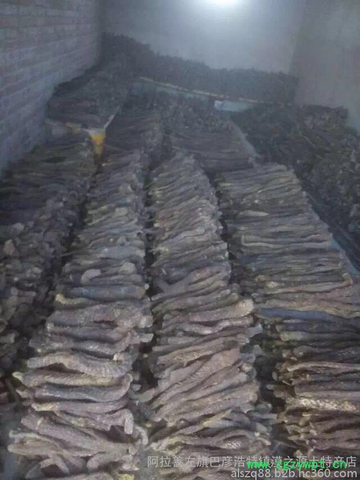 阿拉善肉苁蓉 油苁蓉 价格 肉苁蓉价格 肉苁蓉功效和作用图5