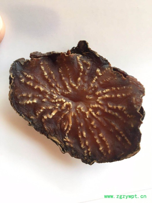 阿拉善肉苁蓉 油苁蓉 油苁蓉价格 阿拉善肉苁蓉  肉苁蓉价格