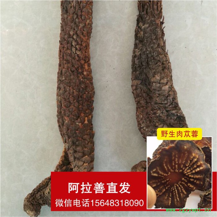 阿拉善肉苁蓉  肉苁蓉功效和作用 肉苁蓉泡酒配方图3