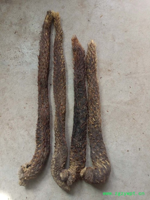 阿拉善肉苁蓉 肉苁蓉价格 肉苁蓉功效和作用肉苁蓉泡酒配方 肉苁蓉和油苁蓉怎么辨别图3