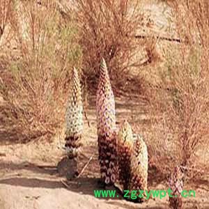 供甘肃肉苁蓉和兰州淡苁蓉现货供应