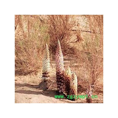 供甘肃肉苁蓉和兰州淡苁蓉现货供应