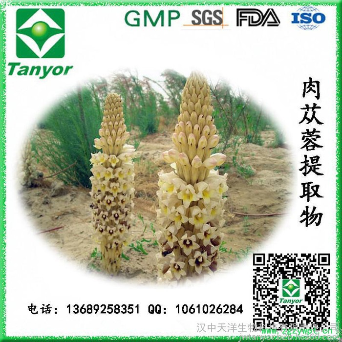 厂家直供肉苁蓉提取物图2