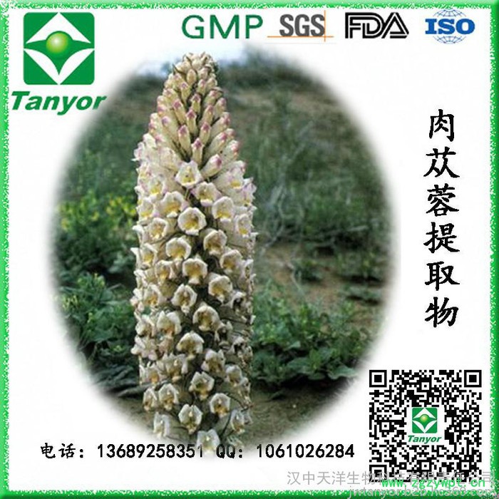 厂家直供肉苁蓉提取物图3