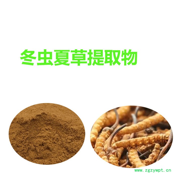 甘肃斯诺特 冬虫夏草提取物 量大从优 冬虫夏草粉 食品原料图5