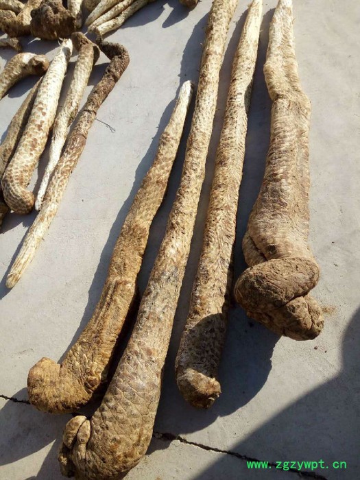 阿拉善肉苁蓉 肉苁蓉 油苁蓉价格 阿拉善肉苁蓉 肉苁蓉功效和作用图3