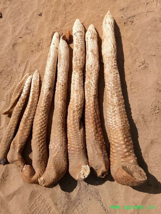 阿拉善肉苁蓉 肉苁蓉 油苁蓉价格 阿拉善肉苁蓉 肉苁蓉功效和作用