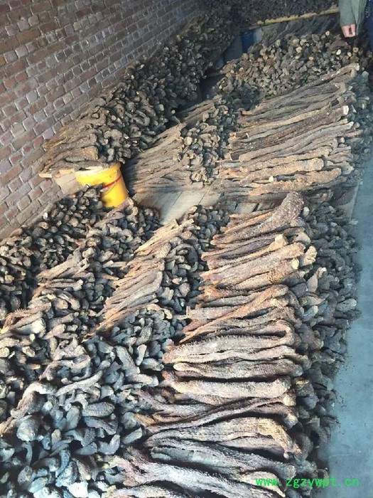 阿拉善油苁蓉 锁阳 油苁蓉 肉苁蓉泡酒配方 肉苁蓉功效和作用图7