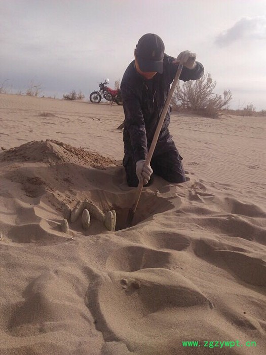 阿拉善油苁蓉 锁阳 油苁蓉 肉苁蓉泡酒配方 肉苁蓉功效和作用图4