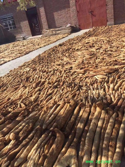 阿拉善油苁蓉 锁阳 油苁蓉 肉苁蓉泡酒配方 肉苁蓉功效和作用图6