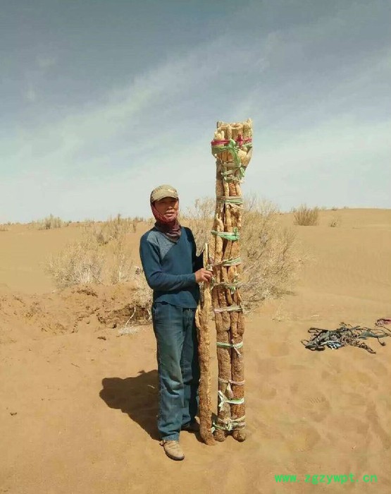阿拉善油苁蓉 锁阳 油苁蓉 肉苁蓉泡酒配方 肉苁蓉功效和作用图5