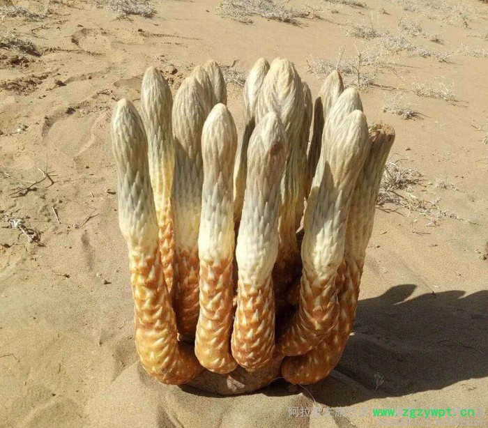 阿拉善肉苁蓉 肉苁蓉 阿拉善肉苁蓉 肉苁蓉功效和作用图6