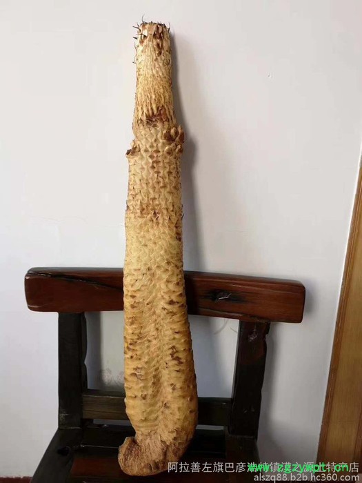 阿拉善肉苁蓉 肉苁蓉 阿拉善肉苁蓉 肉苁蓉功效和作用图5